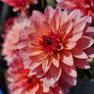 Meet your Posher, Kassidy